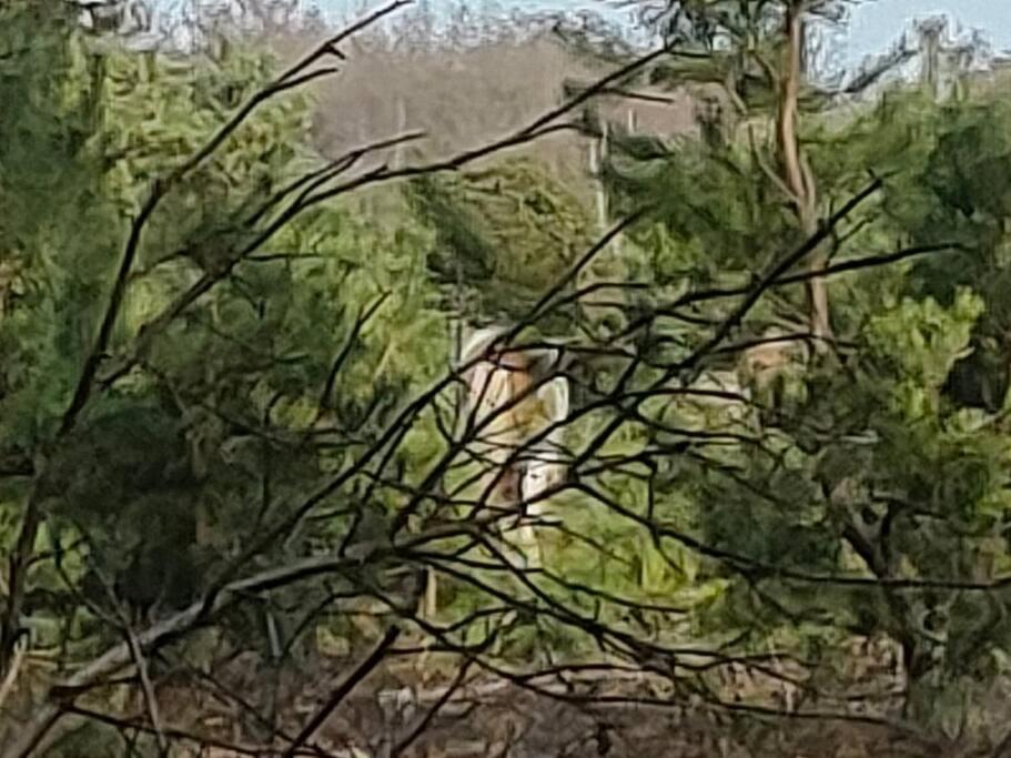 Kindvriendelijke Bungalow In Het Bos Bij Zwemmeer. Vilsteren Dış mekan fotoğraf